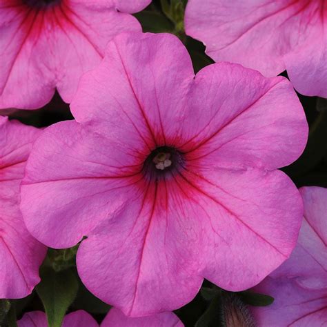 Petunia Easy Wave® Pink Passion White Flower Farm