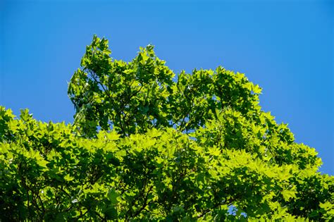 Fresh Green Foliage Tree Leaves In Morning Light Against Blur