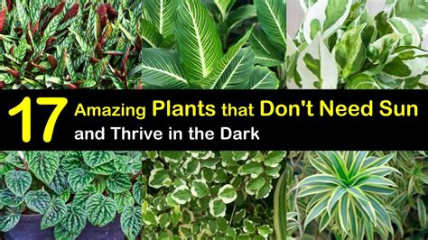 Outdoor Plants Requiring No Sunlight Outdoor Lighting Ideas