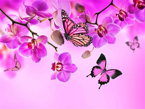 Pink Butterflies Wallpapers On Wallpaperdog