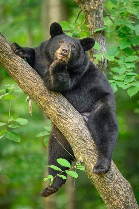 Pin By अrnव ️ अrchना On Pins By You Black Bear Bear Pictures Bear