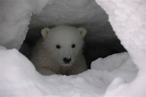 Polar Bear Cubs Facts Interesting Facts About Baby Polar Bears