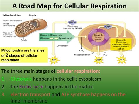 Cellular respiration is the metabolic process in which oxygen is used to breakdown carbohydrates, fats and proteins to generate adenosine triphosphate. PPT - Cellular Respiration PowerPoint Presentation, free download - ID:6448185