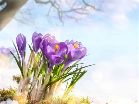 Heißt den frühling mit diesen garten diy dekoideen willkommen blumenbeet im frühling: Garten im Frühling vorbereiten: Dekoideen & Pflanztipps ...