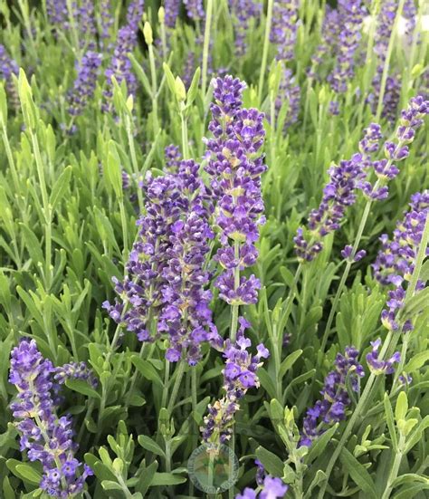 English Lavender Lavandula Angustifolia Blue Spear In The Lavenders