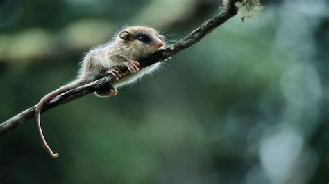 Monito Del Monte Guia De Fauna Rutachile