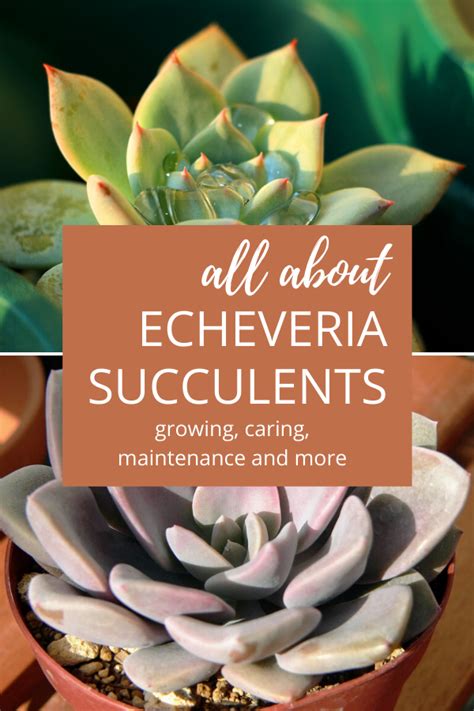 Echeveria Succulent Care And Propagation In 2021 Echeveria Succulent