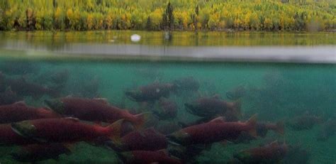 The Most Beautiful Video Of Salmon Migration In Alaska