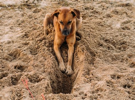 Why Do Dogs Dig Holes In The Ground