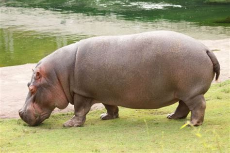 Información Sobre Los Hipopótamos Tamaño Y Hábitat