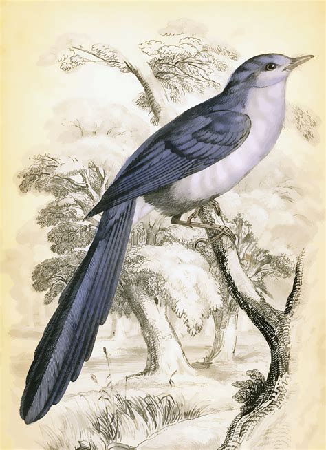 Vintage Beautiful Bird Illustration Bird Illustration Branch Vector