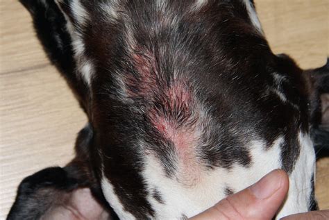 How To Soothe Hot Spots On Dogs