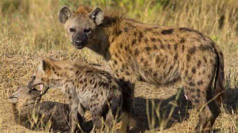 All About The Behavior Of The Hyena My Animals