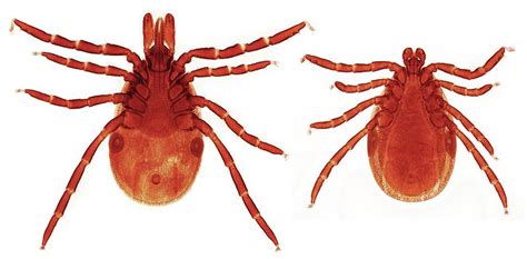 Male And Female Lyme Disease Ticks Photograph By Steve Gschmeissner