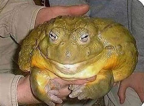 Heres A Picture Of A Big Frog Funny