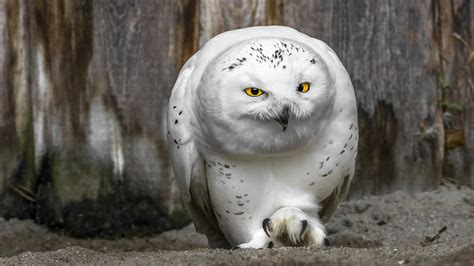 White Owl Wallpaper 65 Images