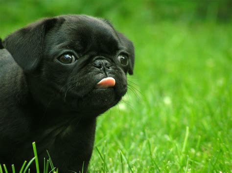 Baby Cute Black Pug Babyze