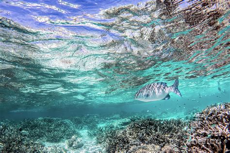 Underwater Coral Reef And Fish In Indian Ocean Maldives Photograph By