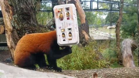 Red Panda Enrichment Come Celebrate International Red Panda Day At