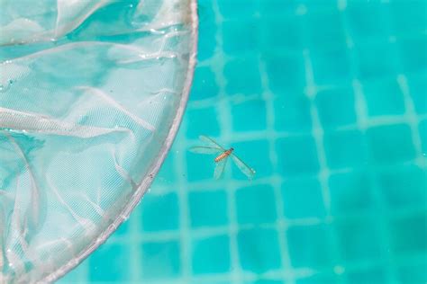 How To Quickly Get Rid Of Water Bugs In Your Pool House Grail