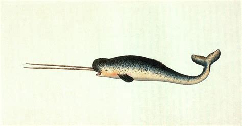 Narwhal Photograph By General Research Divisionnew York Public Library