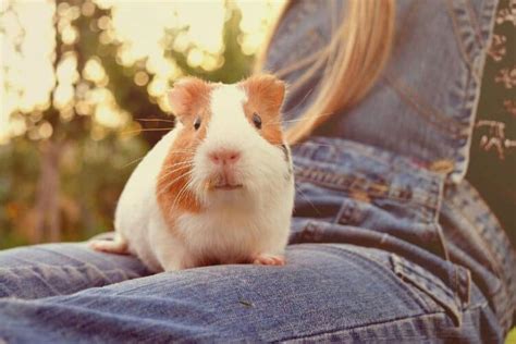 How Much Do Guinea Pigs Cost At Petsmart 2024 Update Pango Pets