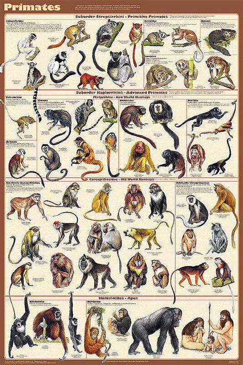 Monkey Names List