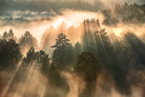 Premium Photo Dawn In A Foggy Forest The Suns Rays Make Their Way