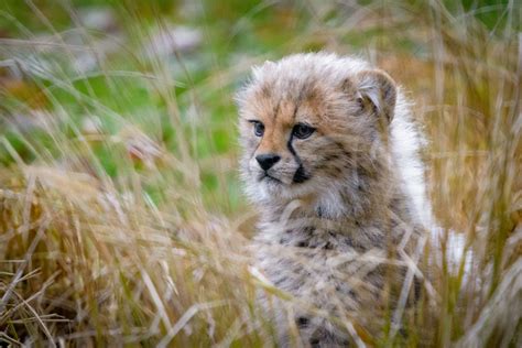 Cheetah Animals Cub Hd 4k Coolwallpapersme