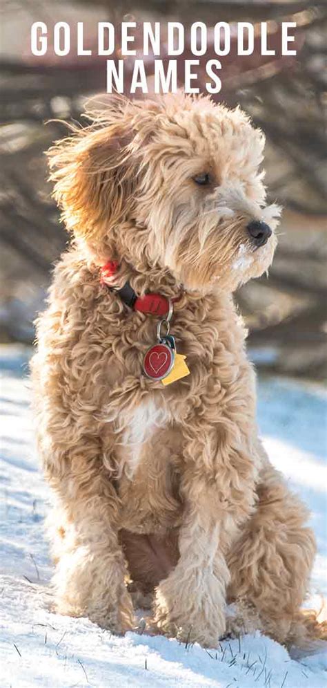 Find goldendoodle puppies for sale with pictures from reputable goldendoodle breeders. Goldendoodle Names - Best Goldendoodle Dog Names For Cute Pups