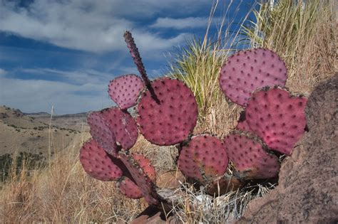 Apr 23, 2021 · prickly pear is best planted outside in the spring after the threat of frost has passed. Photo 610-14: Purple spineless prickly pears cactus in ...