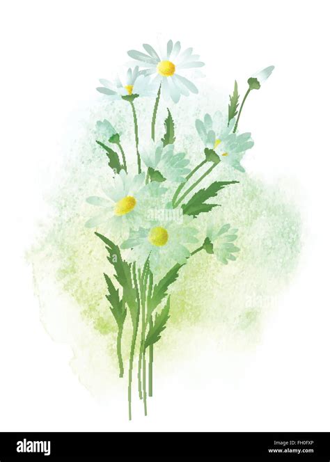 Watercolor Chamomile Flower Vector Illustration Stock Vector Image