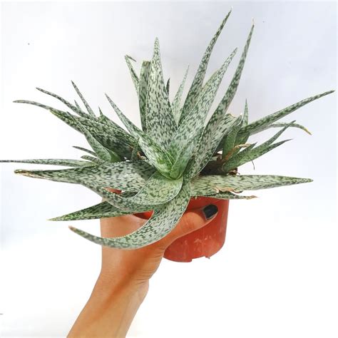 Some aloe varieties even have these spots forming the all types of aloe plants form additional plants beside them, even the towering aloe trees. aloe white beauty sukulent bitki satışı - 21,38 TL
