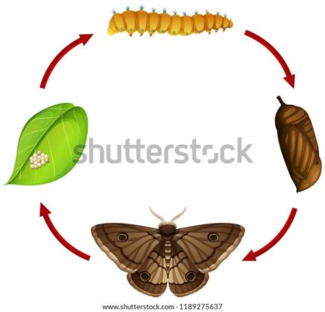 Moth Life Cycle Concept Illustration 스톡 벡터로열티 프리 1189275637