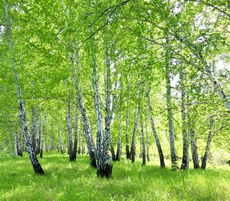 Birch Forest Stock Image Colourbox
