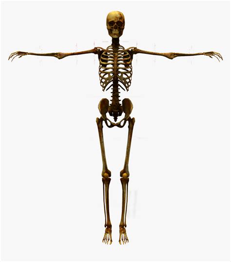 Skeleton Png Download And Use Them In Your Website Document Or