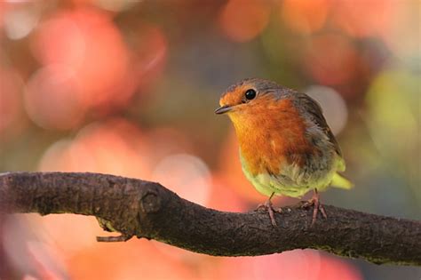 Download Bird Tree Royalty Free Stock Photo And Image