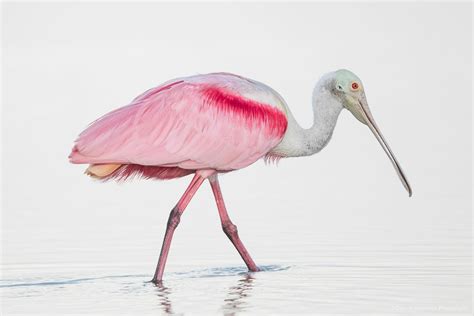 Bird Portfolio Dennis Goodman Photography And Printing