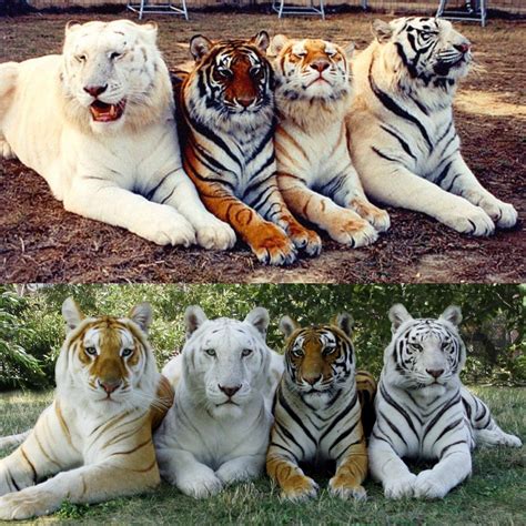 Tiger Colors Rgoodgradients