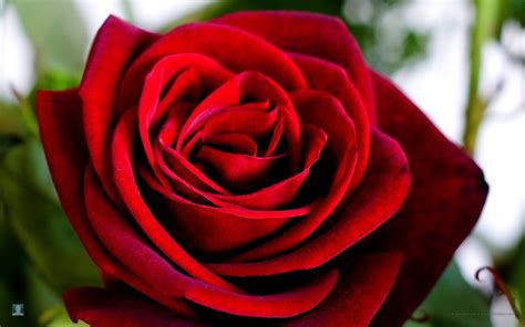 Flower Wallpapers Flower Pictures Red Rose Flowers Ts Beautiful Red Roses Flowers Pictures