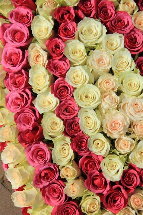 Pink Roses In Different Shades In Wedding Arrangement Stock Image