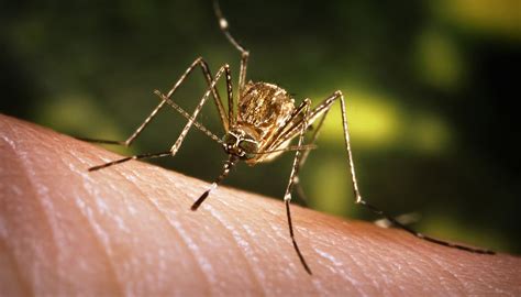 Mosquitoes And West Nile Virus Forest Preserves Of Cook County