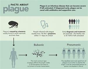 Plague Transmission Pathogenesis Symptoms Diagnosis Treatment And