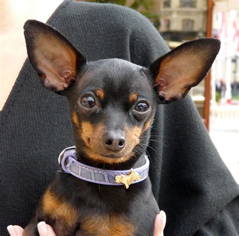 Black Chihuahua Floppy Ears Pets Lovers