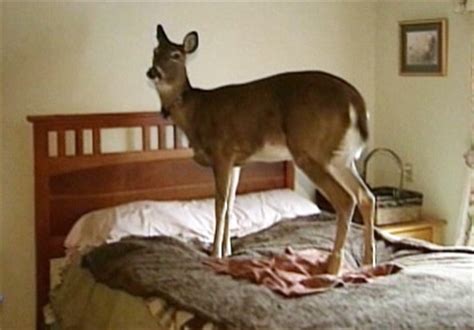 Many people find the muntjac deer as excellent pets. Family Makes Deer a House Pet Video - ABC News