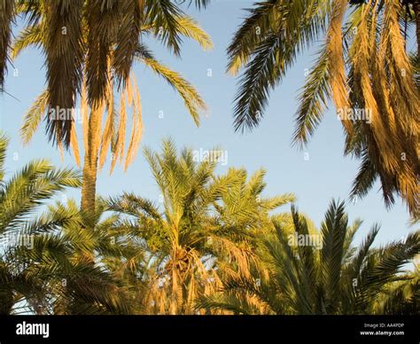 Date Palm Groves Tunisia Hi Res Stock Photography And Images Alamy