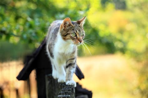 Common Dangers For Outdoor Cats Vetster