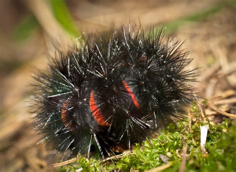 The cocoons they are enclosed in are thin and yellow, looking like a net. Giant Leopard Moth Caterpillar - Curled | Giant Leopard ...