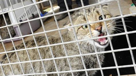 Plan To Cull Feral Cats With Toxic Prey Au — Australias 1