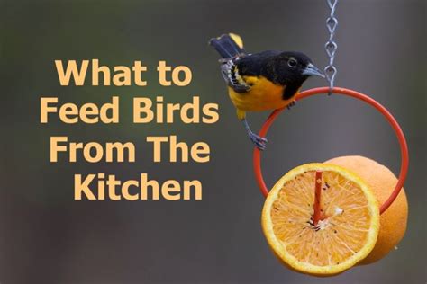 What To Feed Birds From The Kitchen And What Not To Feed Them In